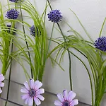 Demas 3*